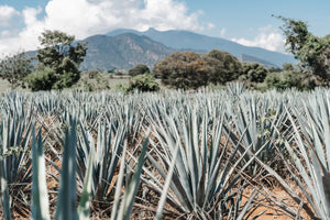 Tequila